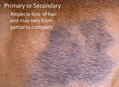 <p><span>Secondary Lesions Involving Hair</span></p>