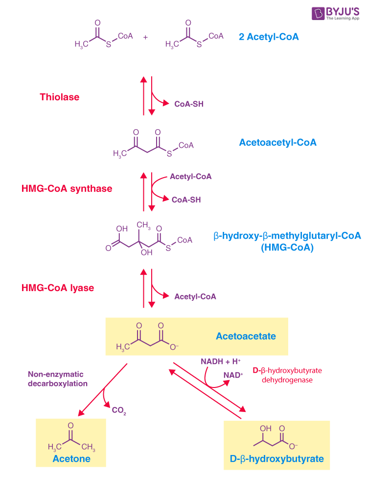 <ul><li><p><strong>Why?</strong> Occurs <strong>when glucose is low</strong>, providing <strong>alternative energy for the brain</strong>.</p></li><li><p><strong>Where?</strong> <strong>Liver mitochondria</strong>.</p></li><li><p><strong>Steps</strong>:</p><ol><li><p><strong>Acetyl-CoA accumulation</strong> (from Beta-Oxidation).</p></li><li><p><strong>Conversion to ketone bodies</strong>:</p><ul><li><p><strong>Acetoacetate</strong> → Converted to <strong>β-hydroxybutyrate</strong> or <strong>acetone</strong>.</p></li></ul></li></ol></li><li><p><strong>Final Products</strong>:</p><ul><li><p><strong>Acetoacetate, β-Hydroxybutyrate, Acetone</strong> (can cross blood-brain barrier).</p></li></ul></li></ul><p></p>