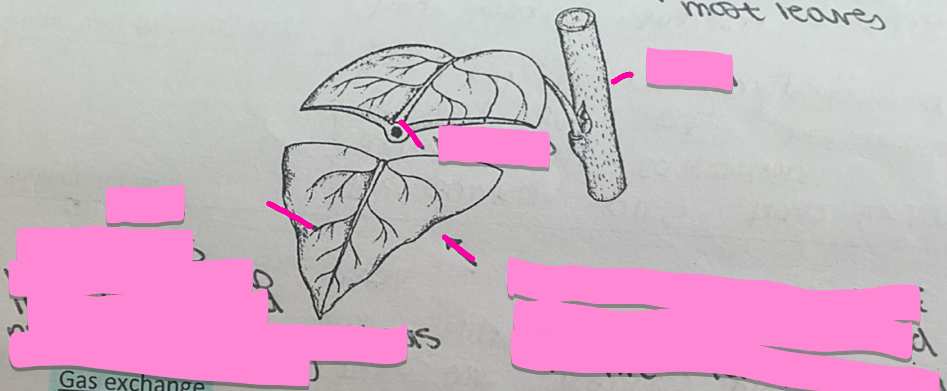 <p>Label this leaf</p>