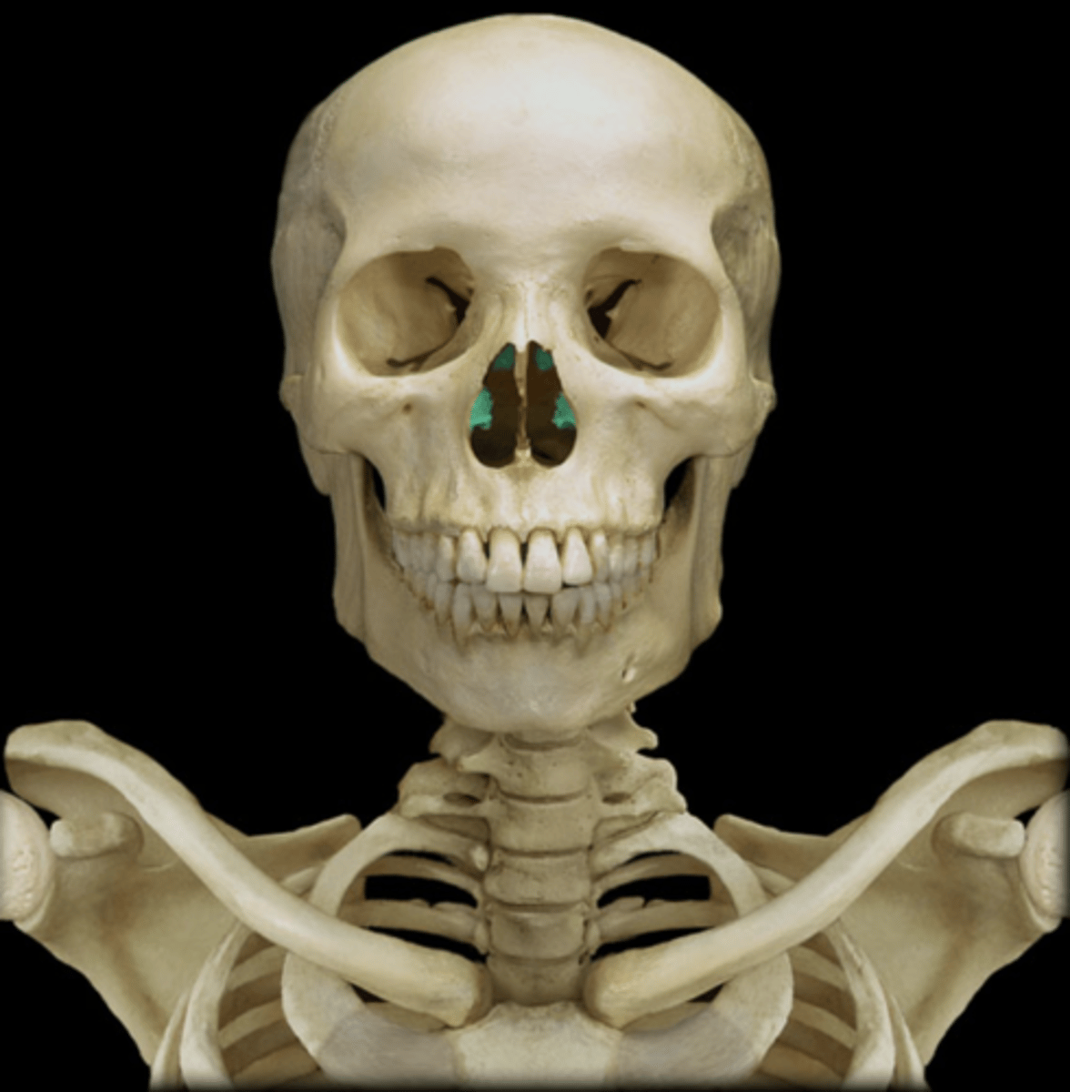 knowt flashcard image