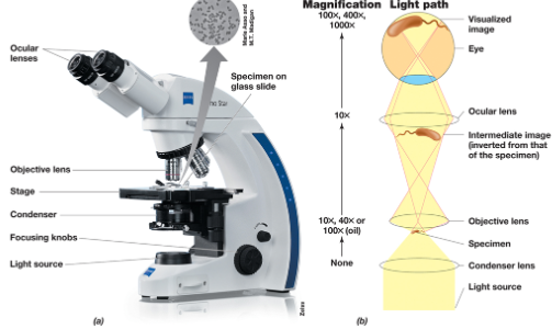 <p><span>Ocular lens = 10x magnification</span></p><p><span>Low power = 4x&nbsp;</span></p><p><span>10x x 4x = 40x magnification</span></p><p><span>10x x 10x = 100x magnification</span></p><p><span>Oil immersion = 100x&nbsp;</span></p><p><span>10x x 100x = 100x magnification</span></p><ul><li><p><span>DON’T USE UNLESS YOU HAVE OIL&nbsp;</span></p></li></ul><p><span>Condenser to control how much light you have in the microscope</span></p><p><span>When light moves through different medium, it can show very differently due to how fast/slow the light is</span></p>
