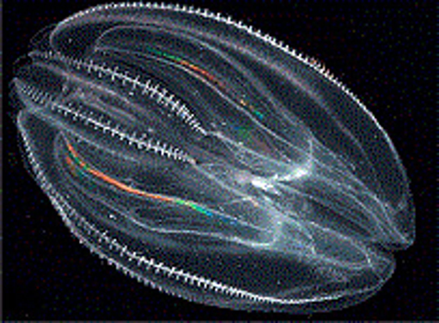 <p>comb jellies</p>