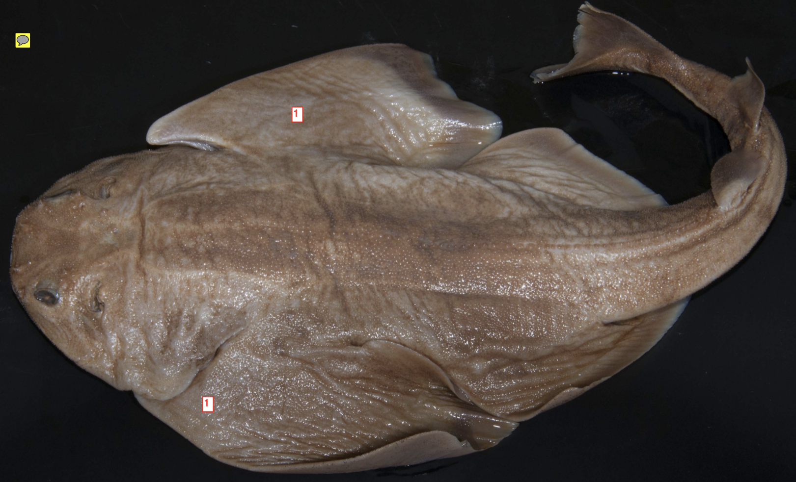 <p>&gt;*</p><p>phylum</p><p>subphylum</p><p>superclass</p><p>class</p><p>subclass</p><p>subdivision</p><p>superorder</p><p>order</p>