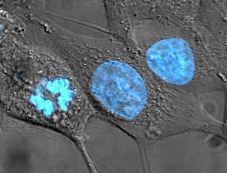<p>Components of Cell Theory</p>