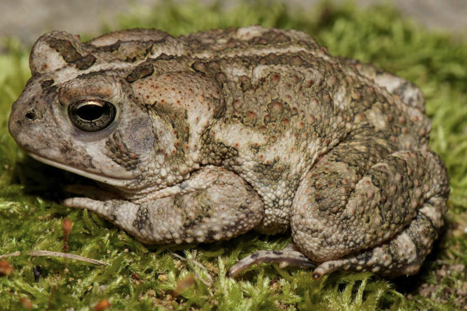 <p>amphibian?</p>