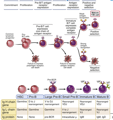 <p><strong>B cells </strong>undergo receptor editing in the <strong>bone marrow </strong>to modify self-reactive receptors, allowing them multiple chances to produce a functional B-cell receptor (BCR) and optimize its function through affinity maturation and isotype switching. B cells are not fully mature when they leave the bone marrow and require <strong>further selection in peripheral lymphoid organs</strong>.</p><p><strong>T cells</strong> do not undergo receptor editing; instead, they rely on <strong>thymic selection</strong> to ensure their T-cell receptors are functional and non-self-reactive. T cells do not experience affinity maturation or isotype switching but<strong> differentiate into various subsets based on cytokine signals</strong>. </p>