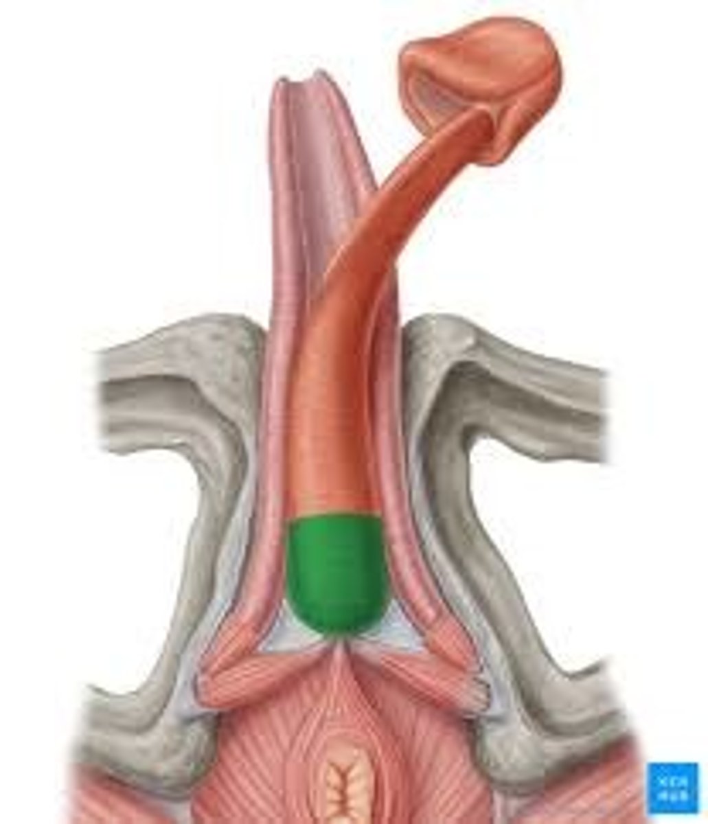 <p>within the root of penis surrounds the urethra</p>