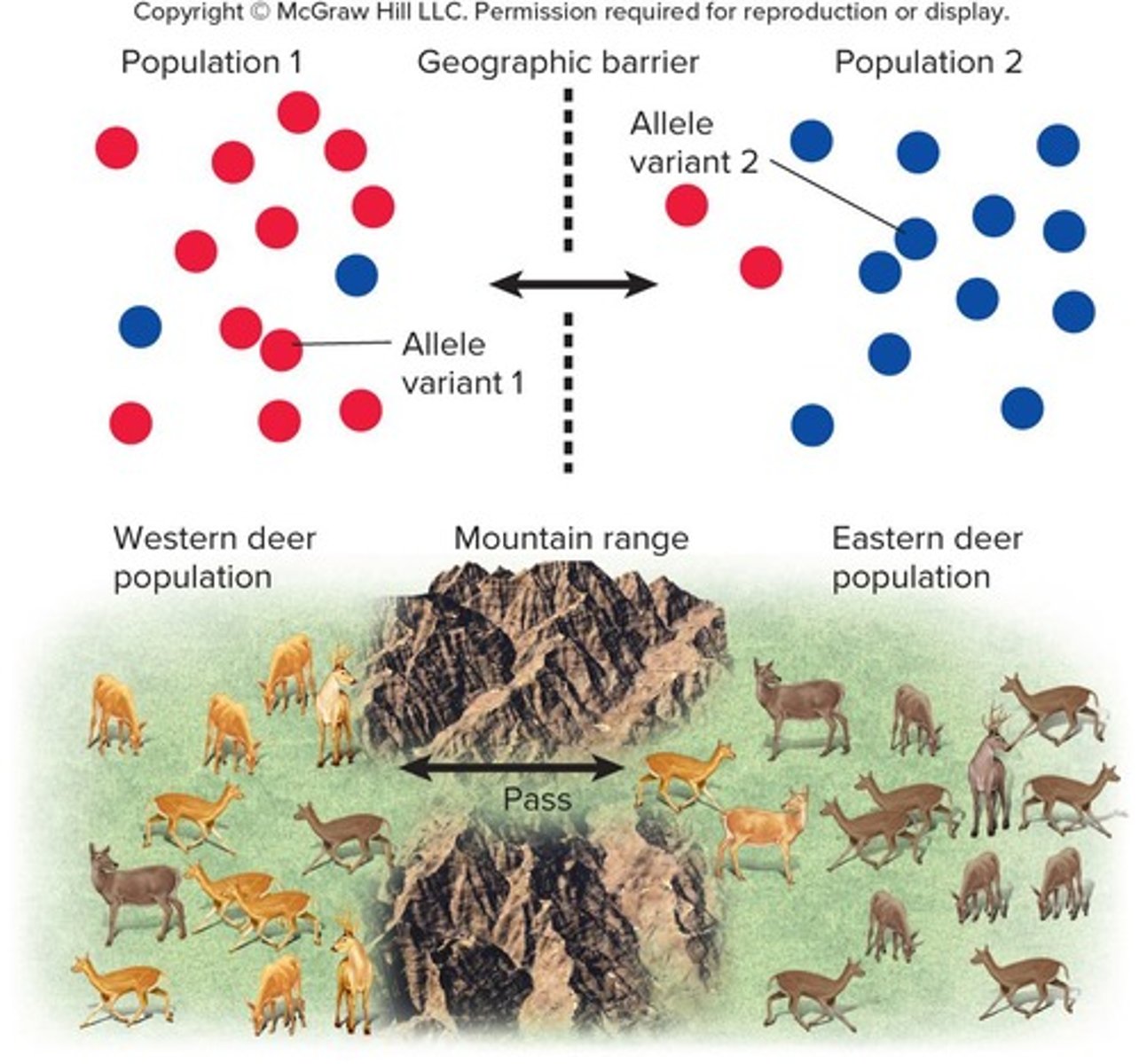 <p>The transfer of alleles into or out of a population.</p>