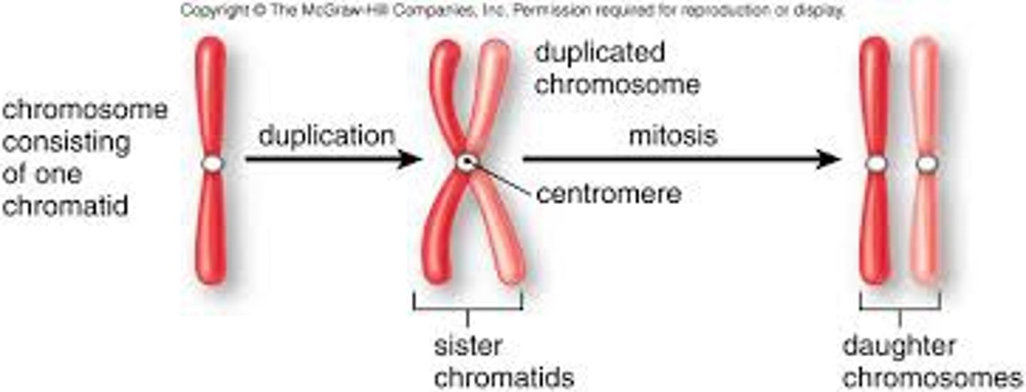 <p>A threadlike, gene-carrying structure found in the nucleus. Each chromosome consists of one very long DNA molecule and associated proteins.</p>