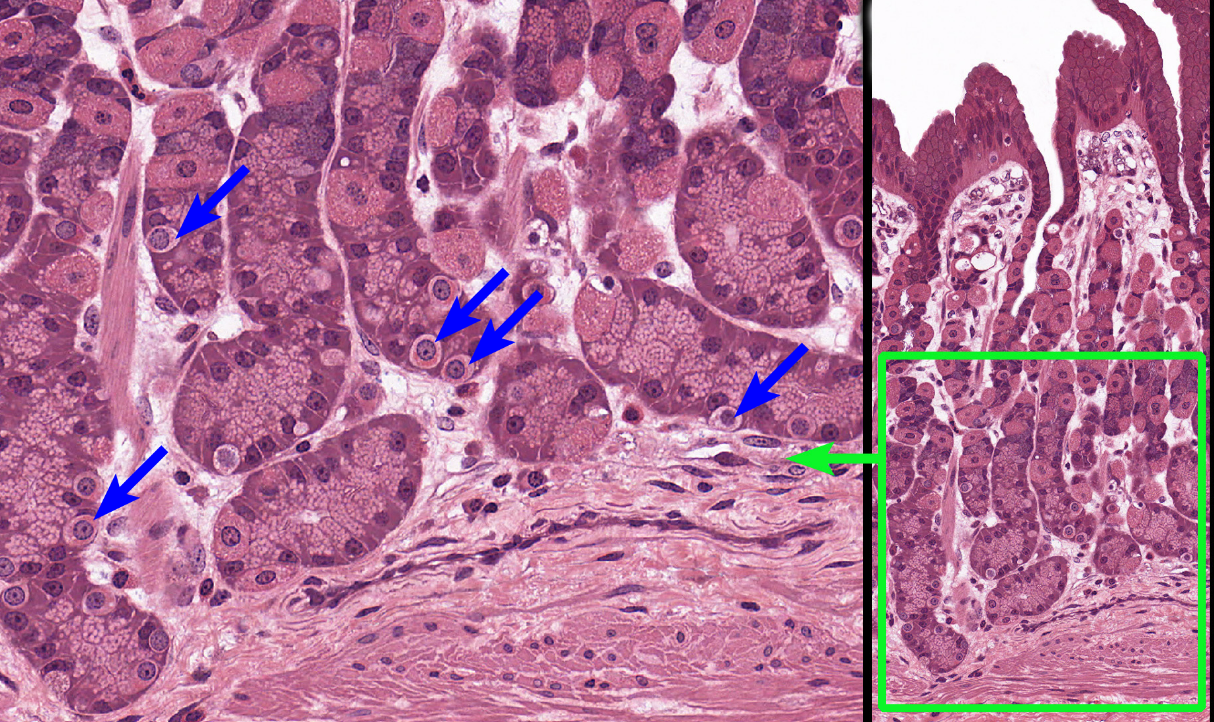 <p>in the deepest part of the gastric glands, secretes gastrin (stimulates the secretion of gastric acid and the motility of the stomach), a dark purple nucleus and a clear cytoplasm</p>