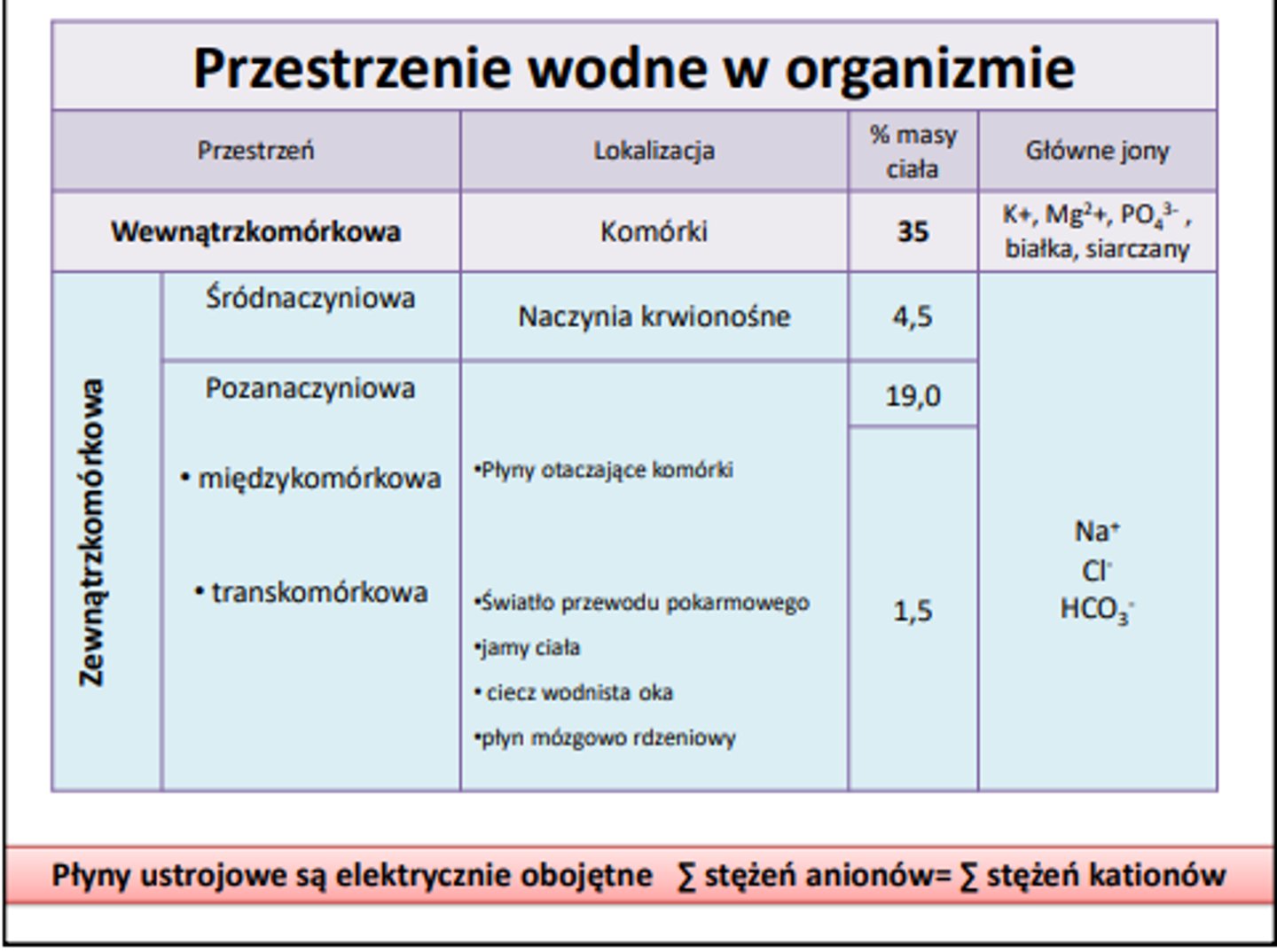 <p>10-20% w tkance tłuszczowej<br><br>większość w beztłuszczowej masie ciała</p>