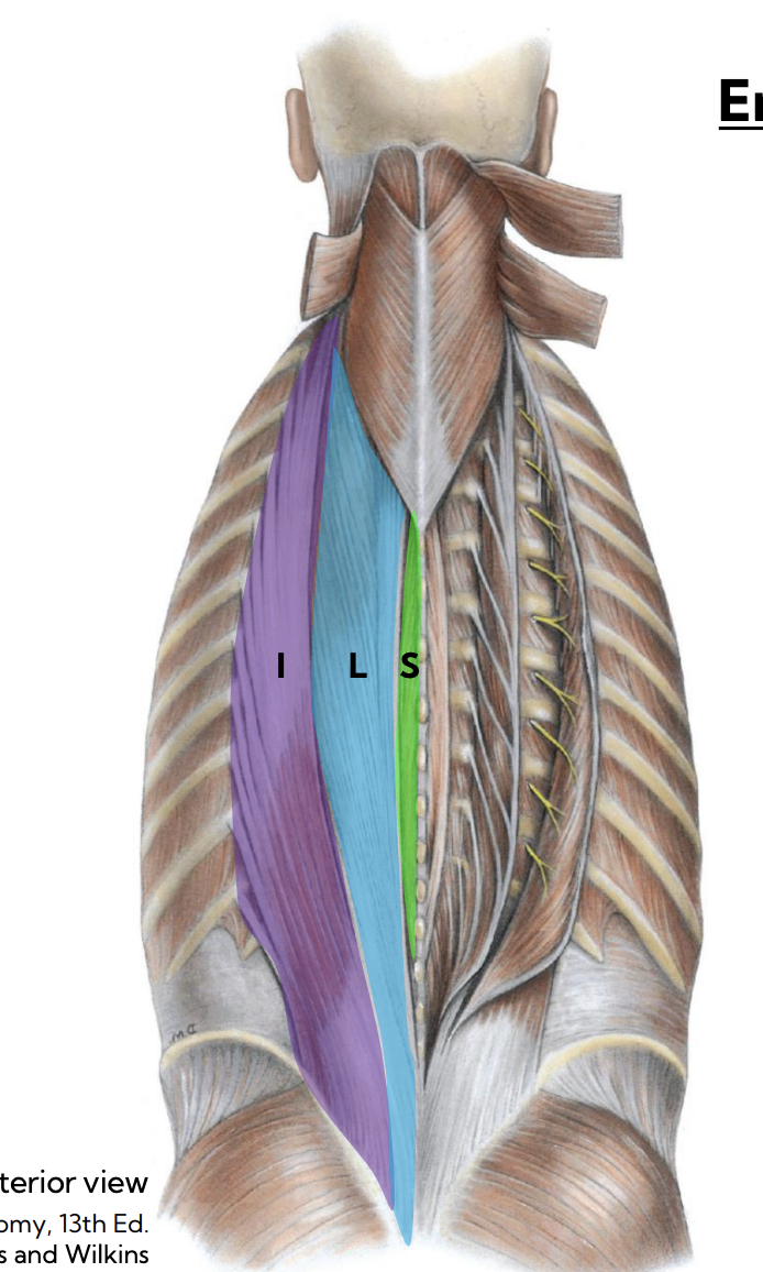 <p>Spinalis — Erector spinae (intermediate intrinsic) (green) </p>
