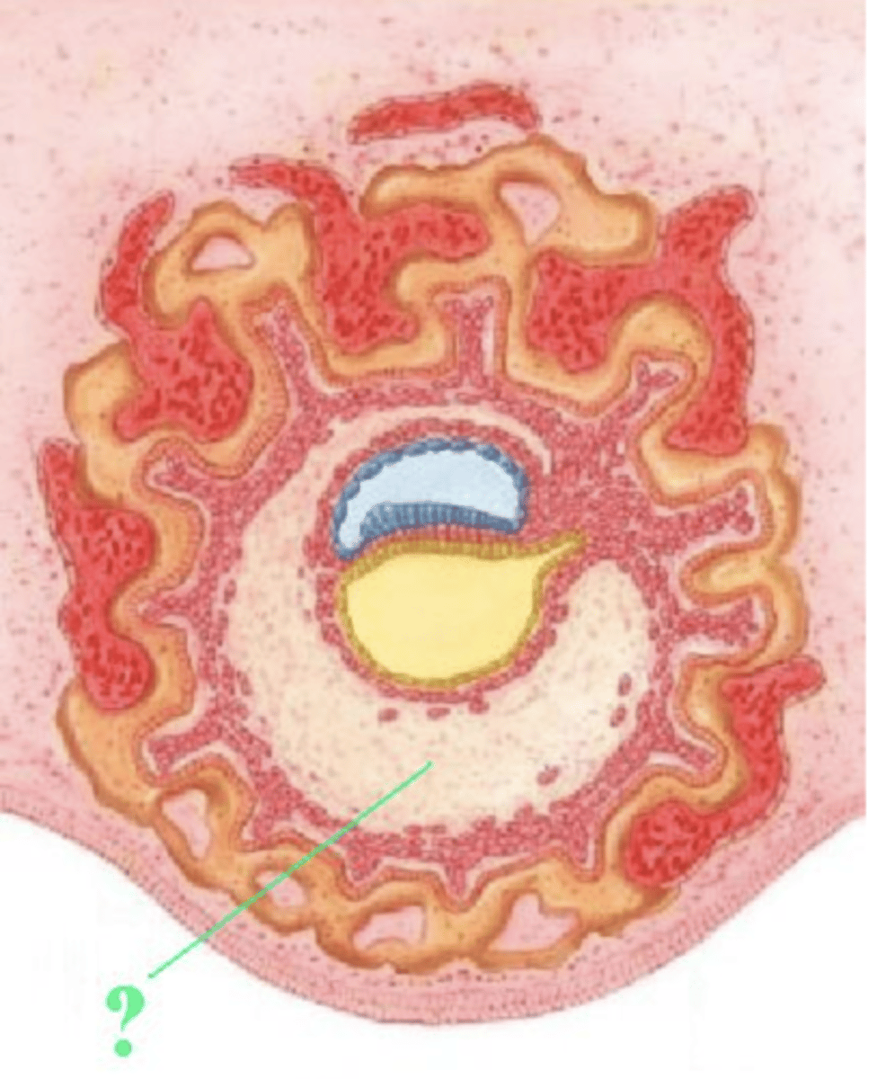 <p>extraembryonic coelom</p>