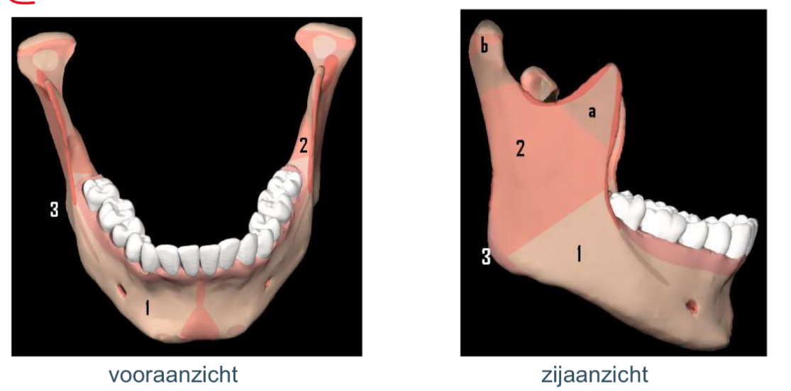 <p>Benoemen + welke os is het </p>