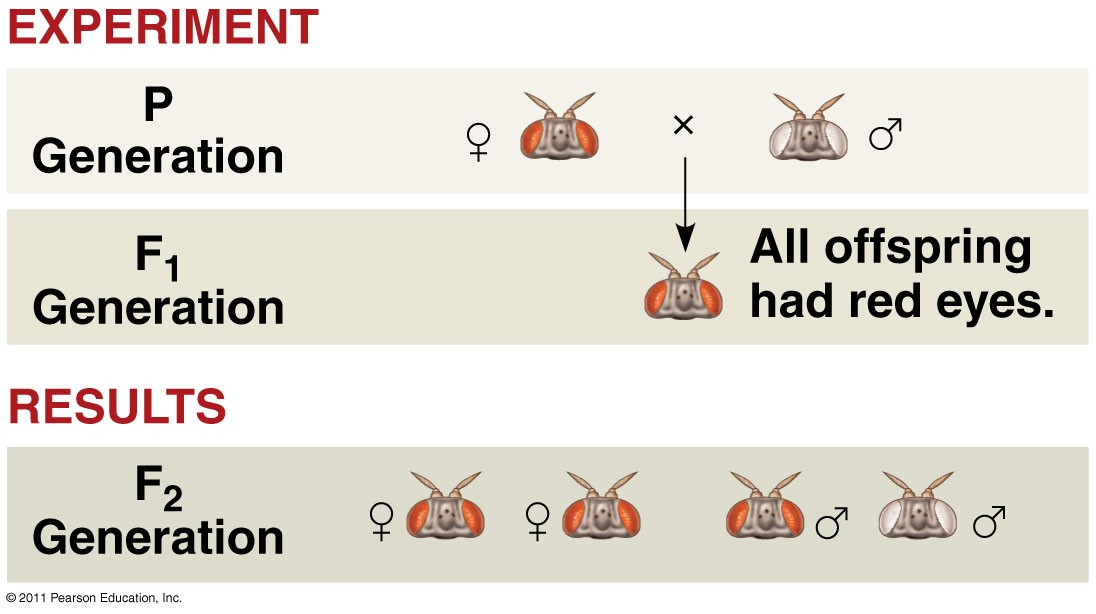 <table style="min-width: 100px;"><colgroup><col style="min-width: 25px;"><col style="min-width: 25px;"><col style="min-width: 25px;"><col style="min-width: 25px;"></colgroup><tbody><tr><td colspan="2" rowspan="1" style="overflow: hidden; padding: 2px 3px; vertical-align: bottom;"><p></p></td><td colspan="2" rowspan="1" style="overflow: hidden; padding: 2px 3px; vertical-align: middle; font-weight: bold;"><p><strong>Sperm from P (X<sup>r</sup>y) fruit fly</strong></p></td></tr><tr><td colspan="1" rowspan="3" style="overflow: hidden; padding: 2px 3px; vertical-align: middle; font-weight: bold;"><p><strong><span>Eggs from P (X</span><sup><span>R</span></sup><span>X</span><sup><span>R</span></sup><span>) fruit fly</span></strong></p></td><td colspan="1" rowspan="1" style="overflow: hidden; padding: 2px 3px; vertical-align: bottom;"><p></p></td><td colspan="1" rowspan="1" style="overflow: hidden; padding: 2px 3px; vertical-align: bottom; font-weight: bold;"><p><strong>X<sup>r</sup></strong></p></td><td colspan="1" rowspan="1" style="overflow: hidden; padding: 2px 3px; vertical-align: bottom; font-weight: bold;"><p><strong>y</strong></p></td></tr><tr><td colspan="1" rowspan="1" style="overflow: hidden; padding: 2px 3px; vertical-align: bottom; font-weight: bold;"><p><strong>X<sup>R</sup></strong></p></td><td colspan="1" rowspan="1" style="overflow: hidden; padding: 2px 3px; vertical-align: bottom;"><p>X<sup>R</sup>X<sup>r</sup></p></td><td colspan="1" rowspan="1" style="overflow: hidden; padding: 2px 3px; vertical-align: bottom;"><p>X<sup>R</sup>y</p></td></tr><tr><td colspan="1" rowspan="1" style="overflow: hidden; padding: 2px 3px; vertical-align: bottom; font-weight: bold;"><p><strong>X<sup>R</sup></strong></p></td><td colspan="1" rowspan="1" style="overflow: hidden; padding: 2px 3px; vertical-align: bottom;"><p>X<sup>R</sup>X<sup>r</sup></p></td><td colspan="1" rowspan="1" style="overflow: hidden; padding: 2px 3px; vertical-align: bottom;"><p>X<sup>R</sup>y</p></td></tr></tbody></table><p>Red is 100% for male and female</p>