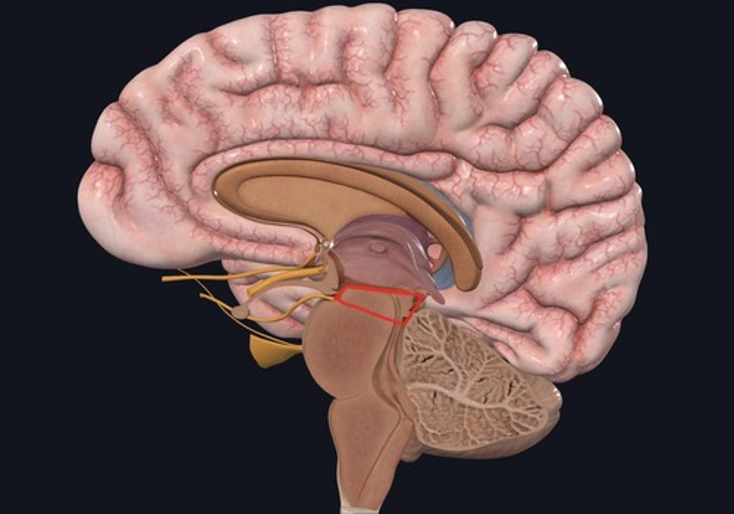 <p>Name this area of the brain outlined in red.</p>