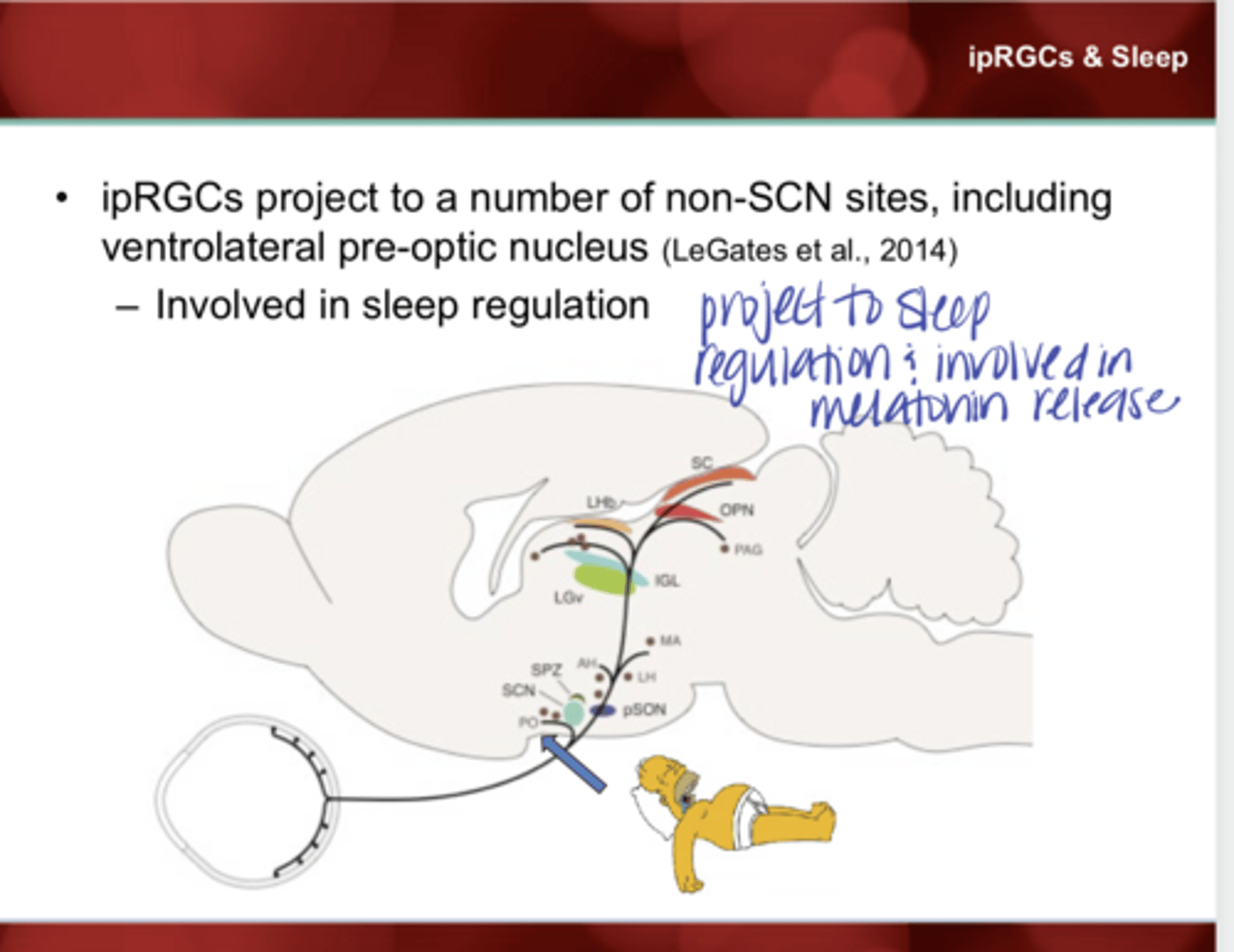 <p>What are ipRGCs that project to the pre-optic nucleus involved in?</p>