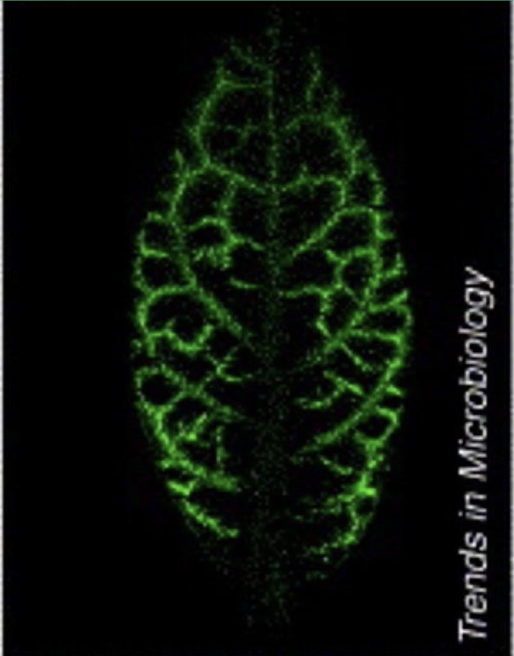 <ul><li><p>Phloem acts like a <strong>circulatory system</strong>, carrying sucrose from <strong>source cells</strong> (photosynthetic leaf cells) to the rest of the plant</p></li><li><p><strong>Green fluorescent protein</strong> synthesized in companion cells can move within the phloem via plasmodesmata</p></li><li><p>Plasmodesmata also traffic <strong>informational macromolecules</strong> like transcription factors, gene transcripts, and small RNAs</p></li><li><p>Viral pathogens exploit plasmodesmata to facilitate <strong>intercellular viral spread</strong></p></li></ul><p></p>