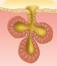 <p>Duct does not branch and alveolar secretory structure</p>