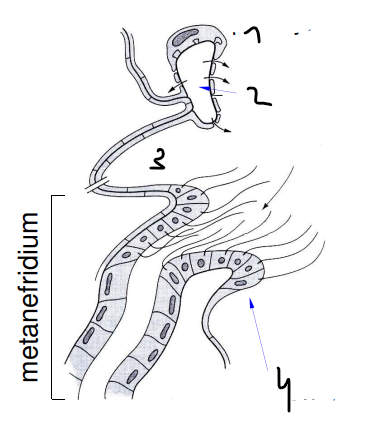 <p>metanefridium - popis</p>