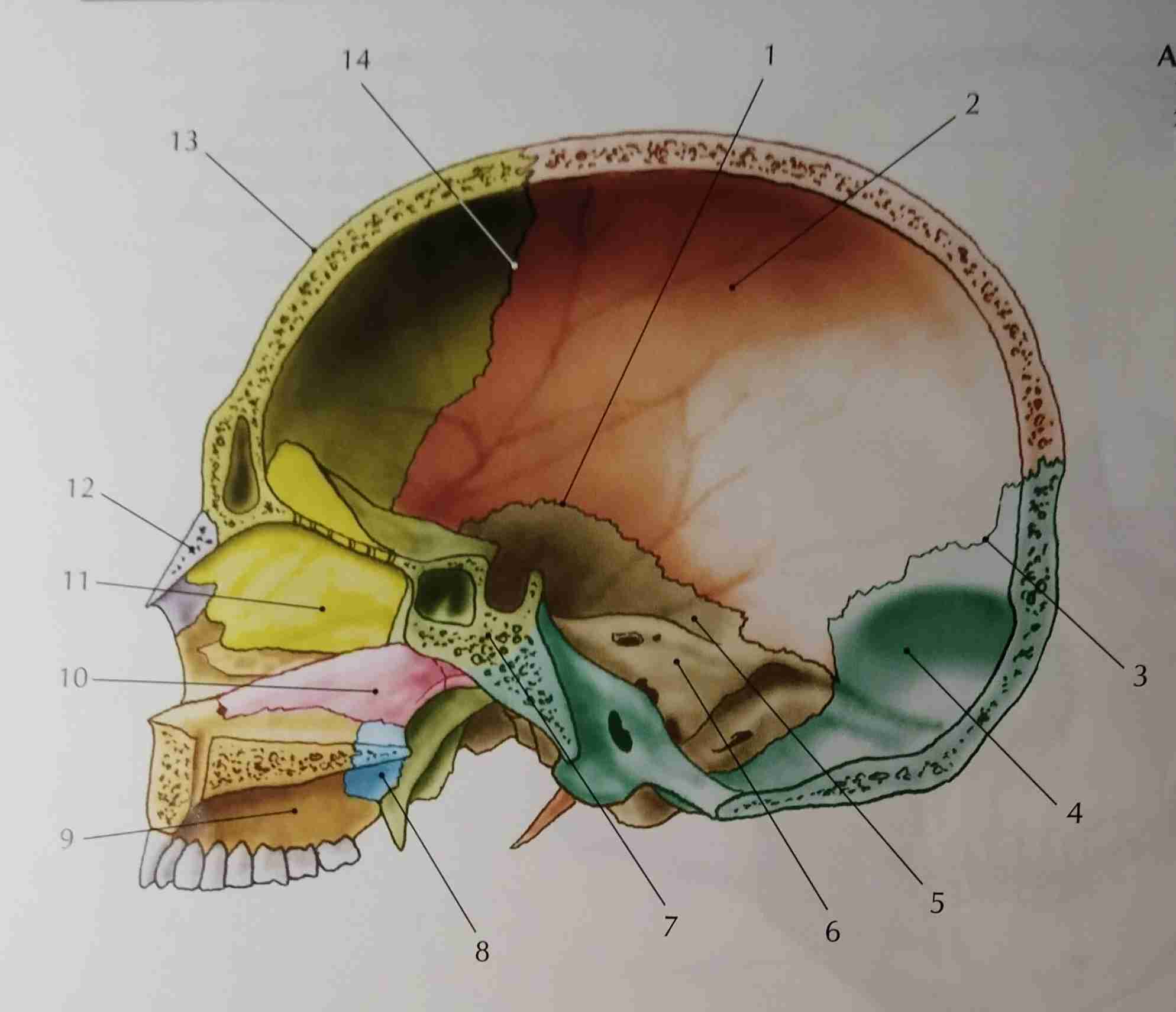 <p>5</p>