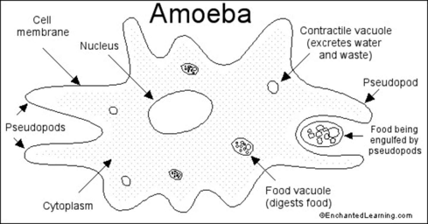 <p>What is the excretion organ in protozoans (such as amoeba)?</p>