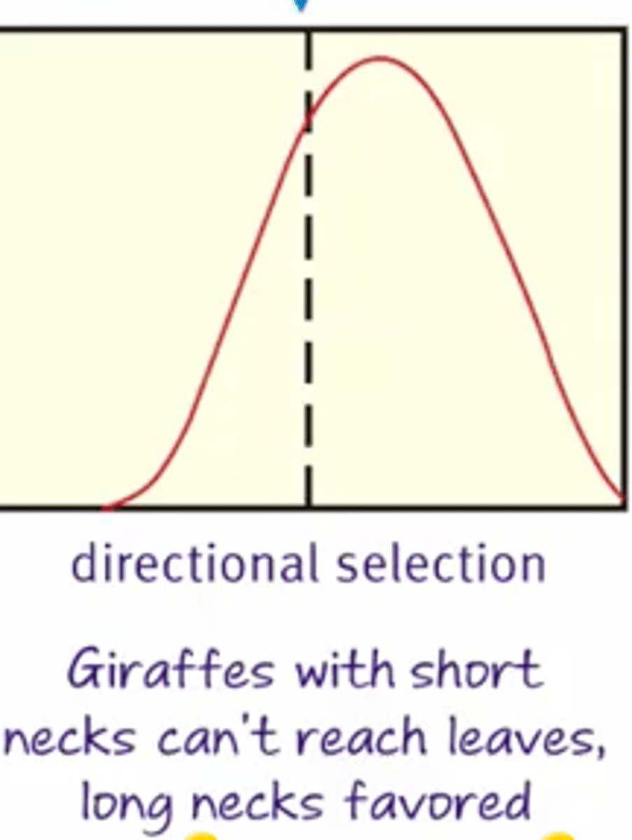 <p>Moves the average phenotype toward one extreme.</p>