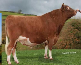 <ul><li><p>Genetics have been improved upon with the advent of AI</p></li><li><p><span style="color: rgb(5, 4, 4);">Known for producing milk<br>containing high butterfat, high<br>protein and a high concentration<br>of beta carotene, which gives the<br>milk a golden color.</span></p></li><li><p><span style="color: rgb(5, 4, 4);">Excellent for use in pasture based<br>milk production.</span></p></li><li><p><span style="color: rgb(5, 4, 4);">Horn Status: Horned</span></p></li><li><p><span style="color: rgb(5, 4, 4);">Color: orange/red and white.</span></p></li><li><p><span style="color: rgb(5, 4, 4);"> Bulls: 1300 - 1600 lbs.  Cows: 950 – 1100 lbs.</span></p></li></ul><p></p>