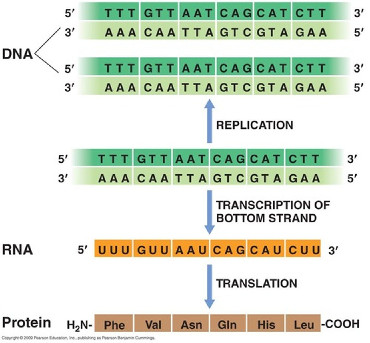 <p>Process of DNA to RNA to protein synthesis.</p>