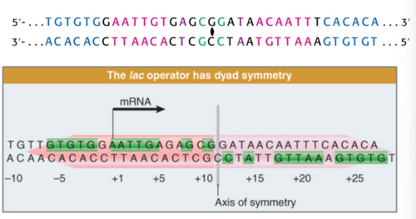 <p>-Has hexameric sequences where lac I repressor binds</p>