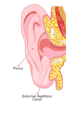 <p>Pinna: outer, visible part of ear that gathers sound waves</p><p>External auditory canal: connects pinna to eardrum </p>
