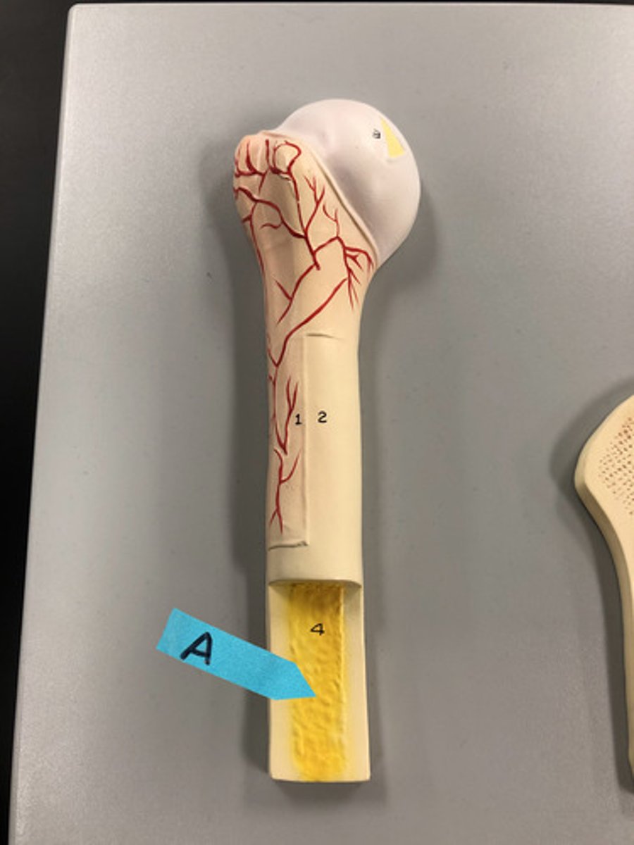 <p>Identify this space of a long bone (shown here filled with the yellow substance)</p>