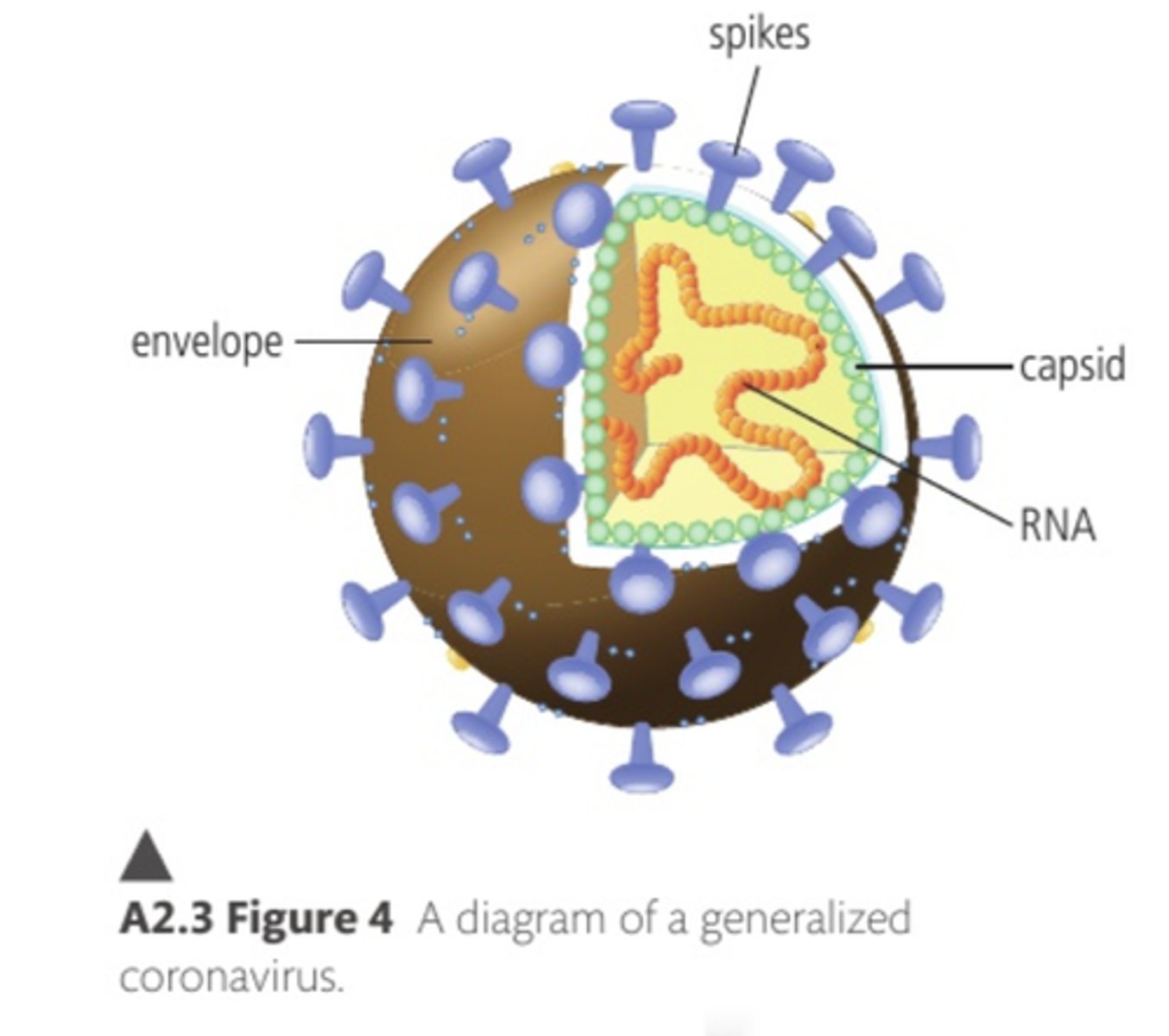<p>It is an enveloped virus with RNA as its genetic material. It infects animal cells, including humans, and causes the disease COVID-19.</p><p>Distinguishing features include:</p><p>- A spherical shape.</p><p>- Single stranded RNA.</p><p>- Envelope outside capsid.</p><p>- Projections of spike proteins on the envelope creating a corona.</p><p>- To infect its host it latches onto receptors on cells in the respiratory tract. The viral envelope then merges with the cell membrane, releasing its RNA into the host cell.</p>