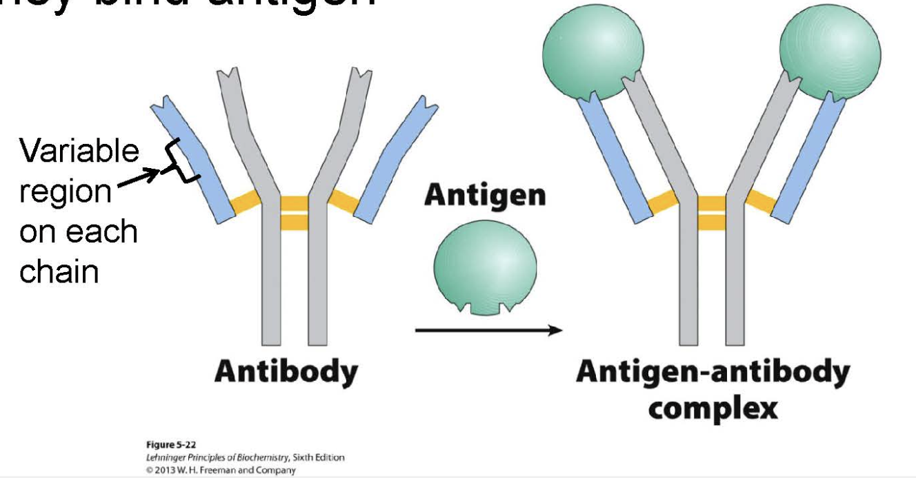 <ul><li><p>immunoglobulin Gs (IgGs)</p></li><li><p>four subunits: 2 heavy 2 light chains</p></li><li><p>involved in binding to antigen ligand</p></li><li><p>variable region on each chain undergoes conformational change when bound</p></li><li><p>2 antigens can bind</p></li><li><p>immunoglobulin fold</p></li></ul><p></p>