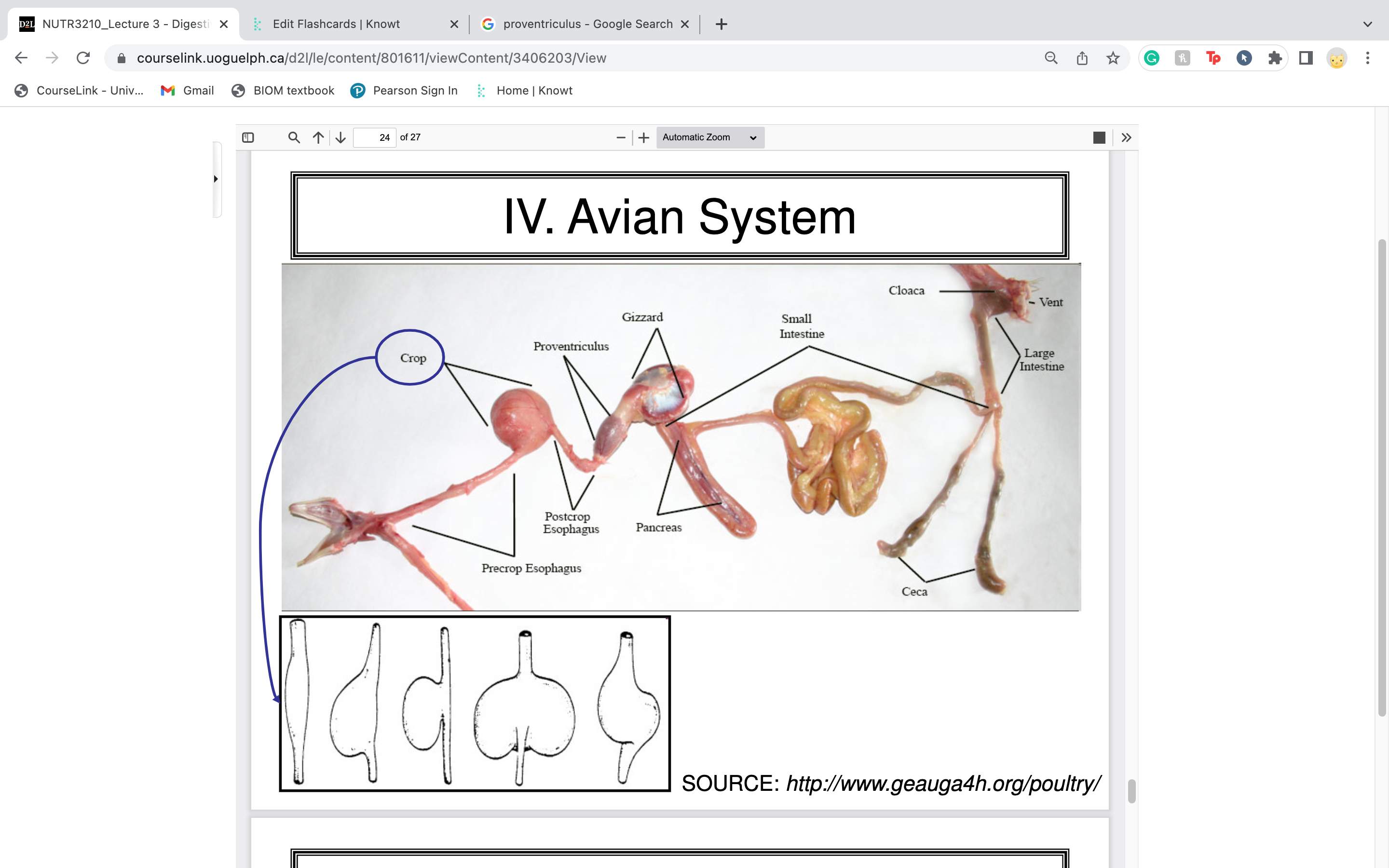 temporary storage location for food so the bird can eat and quickly fly away and not have to hold in mouth

\-food is softened here, and often regurgitated to feed babies \*\*\*there is no mechanical breakdown in mouth bc birds have no teeth