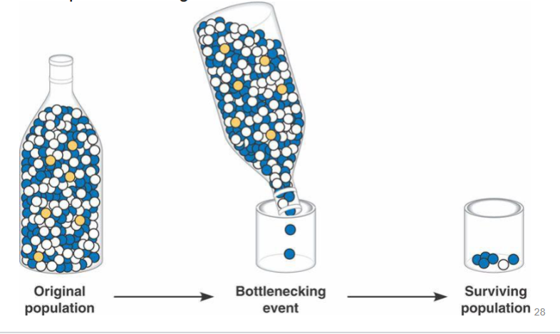 <p>if population size is severely reduced, then only a small sample of alleles is left</p><p>even if these alleles are not under selection, allele frequency is change among survivors</p>