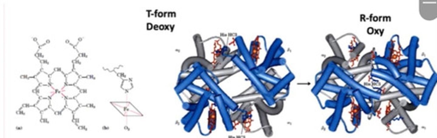 <p>- Relaxed <br>- Oxyhaemoglobin</p>