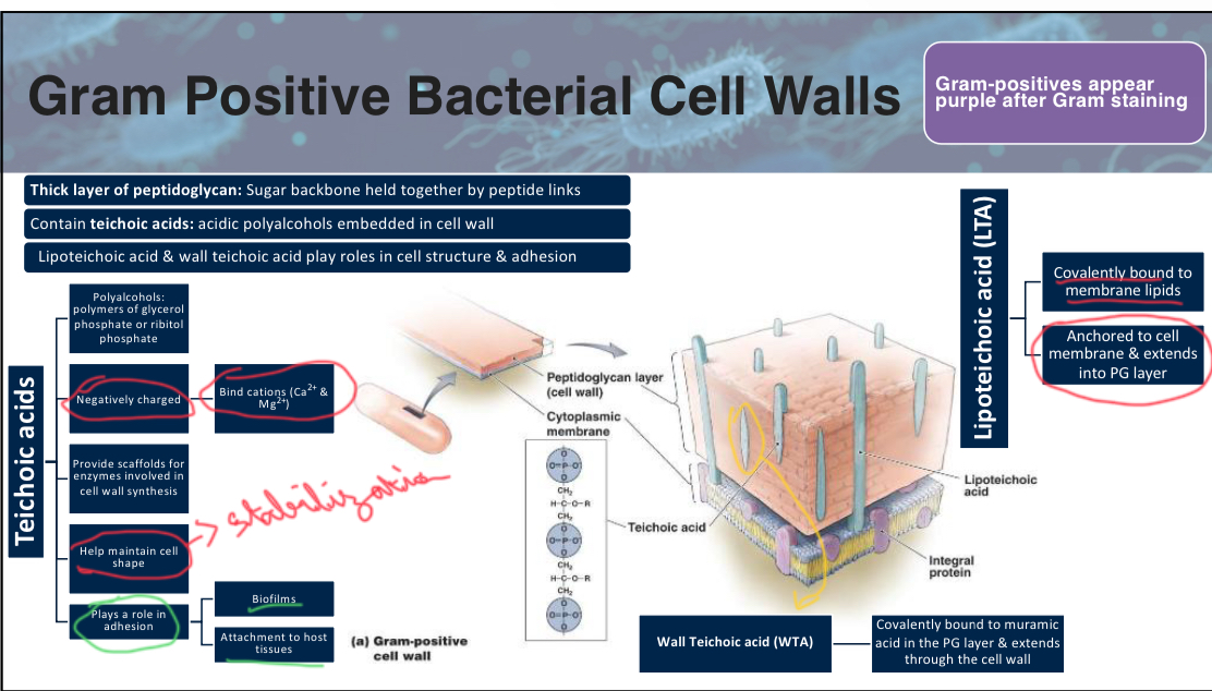 <p>C</p><p>note; there’s 2 styles of teichoid acid in gram positive bacteria. Wall teichoic acid, and lipoteichoid acid </p><p>attach slide 7 w3p1</p>