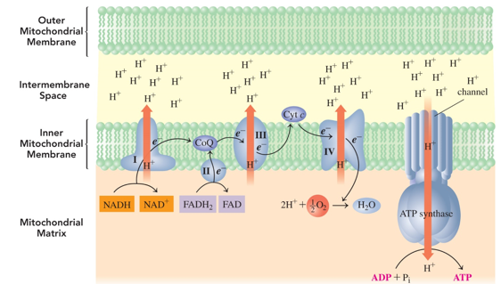 <p>in the inner mitocondrial membrane </p>