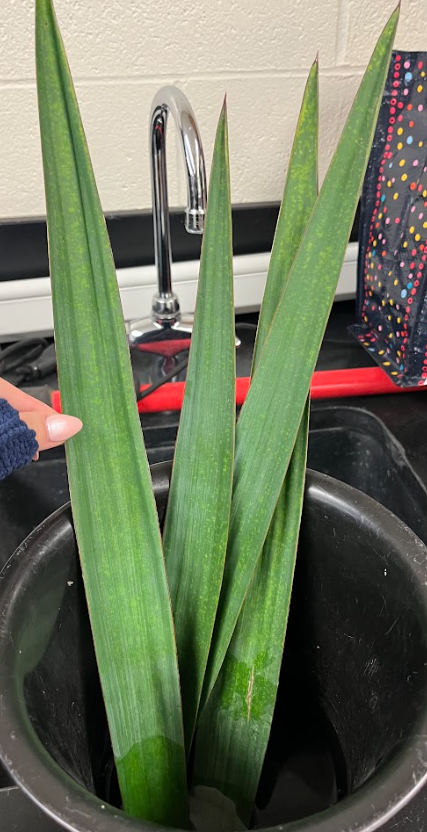 <ul><li><p>completely smooth margin</p></li><li><p>very stiff foliage</p></li><li><p>parallel veination</p></li><li><p>branched panicle as flower</p></li><li><p>cracks when folded</p></li></ul><p></p>