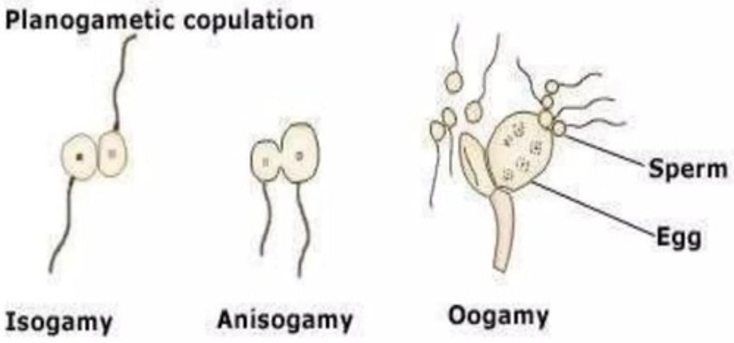 <p><strong>Isogamy</strong> involves morphologically similar gametes, while <strong>anisogamy</strong> involves gametes of different sizes.</p>