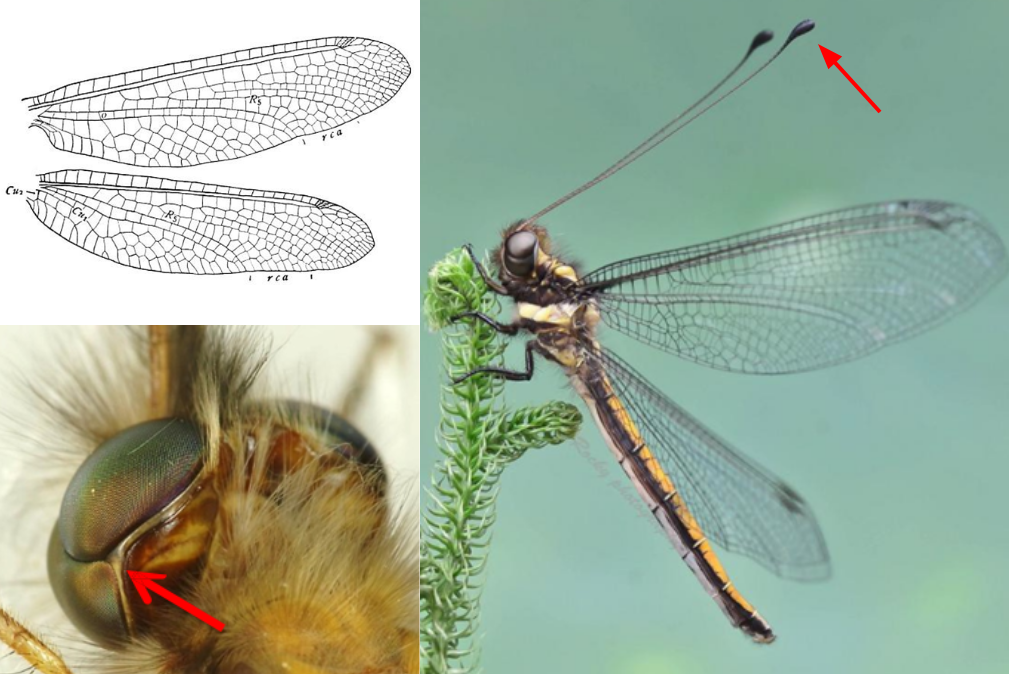 <ul><li><p>Antenae <strong><em>long with distinct knob</em></strong></p></li><li><p>Abdomen long & slender, superficially resembling Odonata</p></li><li><p>Eyes large, bulge outwards from head</p></li><li><p>Eyes sometimes notched</p></li><li><p>Cerci absent</p></li></ul><p></p>
