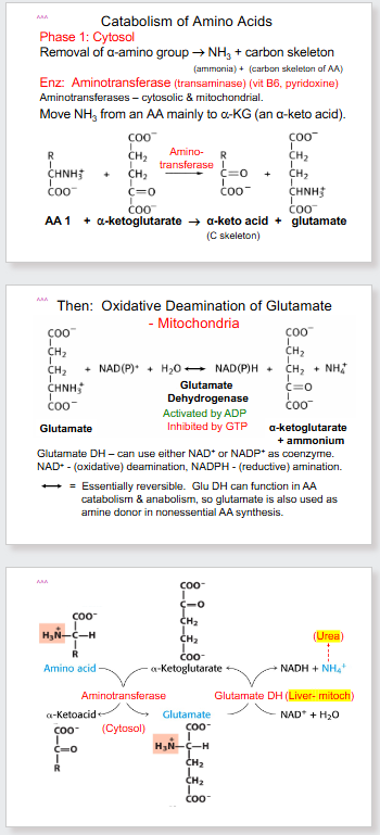 <p>- the name aminotransferase is exactly how it sounds. It is the transfer of amino group from one substance to another.</p><p>- another name for glutamate is glutamic acid (which is why you dont want it in the blood, can cause acidosis)</p>