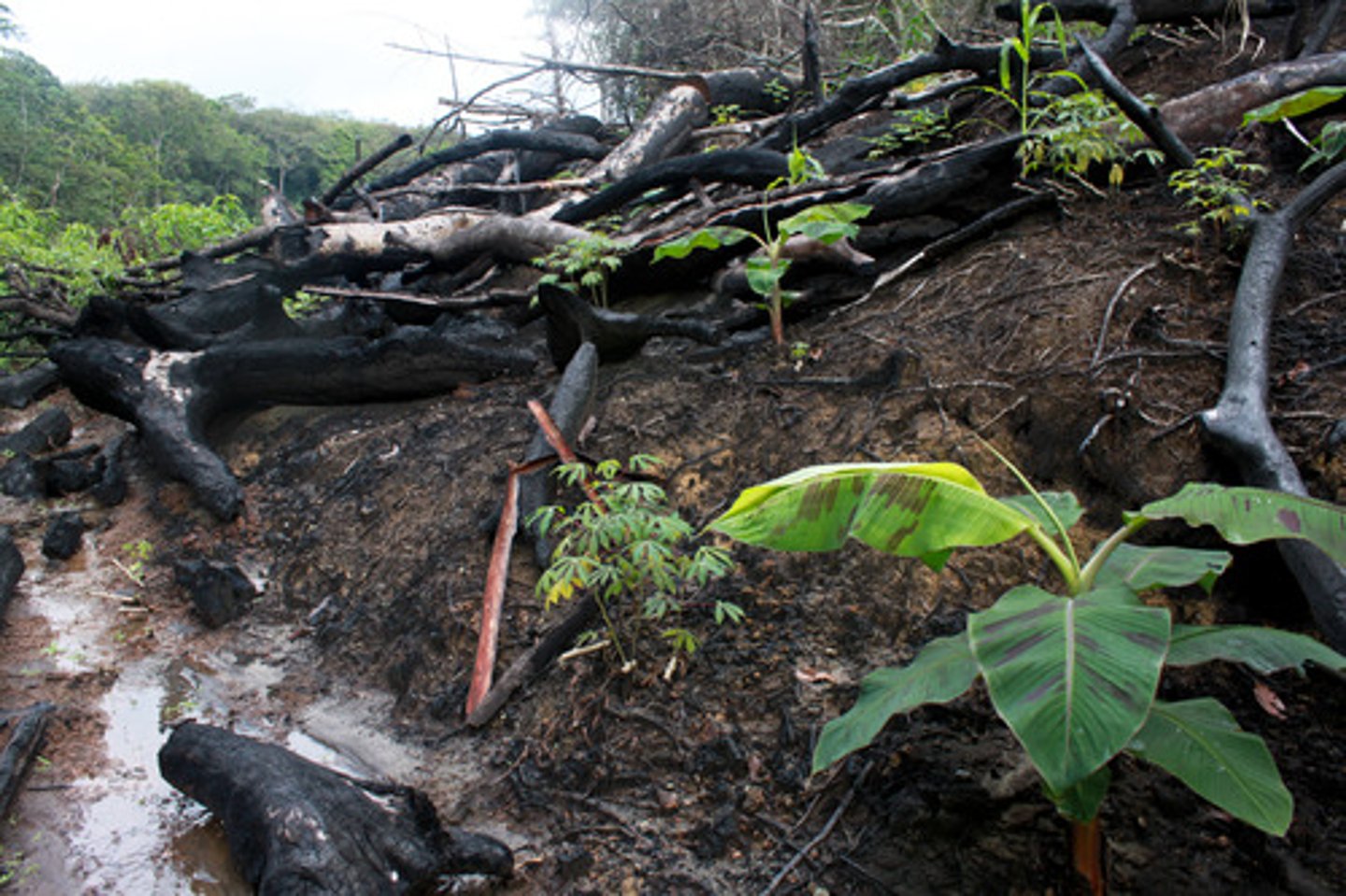 <p>cutting down the vegetation on a plot of land, setting fire to the this vegetation, and using the ashes to provide nutrients to the soil when planting food crops</p>