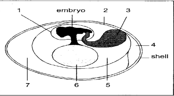 <p>2- Chorion’s Function</p>