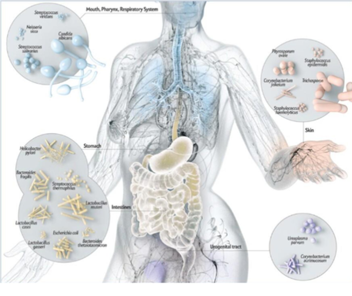 <p>microbiome</p>