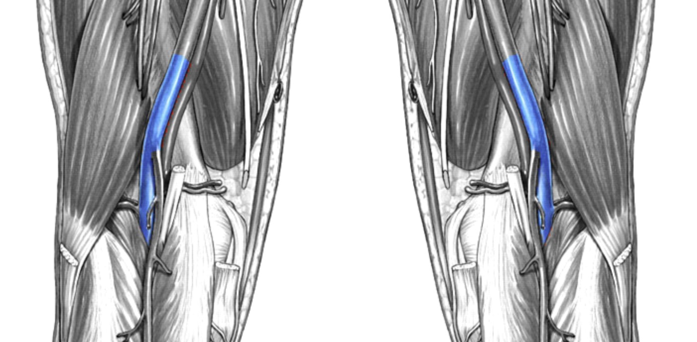 <p>Which veins:</p><ul><li><p>On back of knee</p></li></ul><p></p>