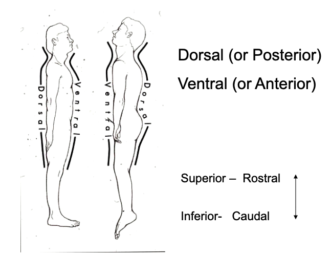 <ul><li><p>anterior → ventral</p></li><li><p>posterior → dorsal</p></li><li><p>superior → rostral</p></li><li><p>inferior → caudal</p></li></ul><p></p>