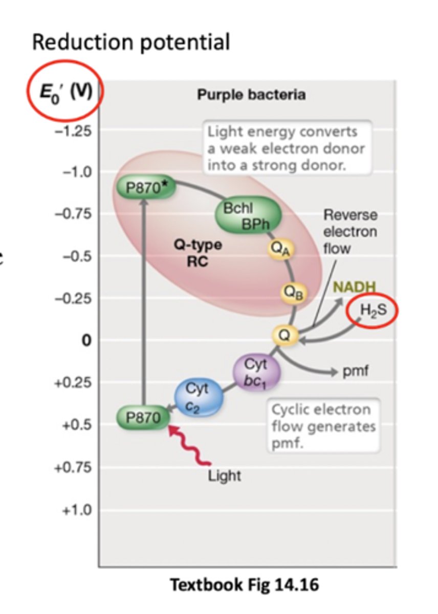 <p>Electrons at the end of the ETC (at cytochrome C2) are taken up by the bacteriochlorophyll (no terminal electron acceptor) and returned back to the first quinone</p><p>Happens not in everything but in purple bacteria and some others</p><p>Cytochrome C2 can donate backwards because P870 isn't a very good electron donor normally (positive ish Eº')</p>