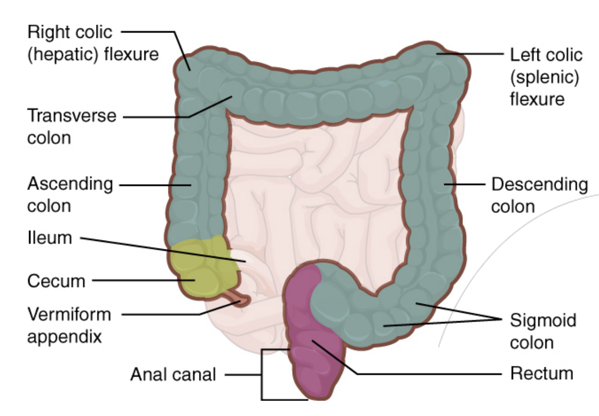 <p>Sections:</p><ol><li><p>Cecum</p></li><li><p>Colon</p><p>a. Ascending colon</p><p>b. Transverse colon</p><p>c. Descending colon</p><p>d. Sigmoid colon</p></li><li><p>Rectum</p></li><li><p>Anus</p></li></ol><p></p>